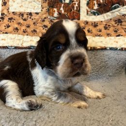 Trigger - Liver white and roan male English Springer Spaniel puppy in Tabor City, North Carolina from Big Bay Kennels LLC