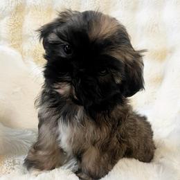 AKC Zoro - Red male Shih Tzu puppy in Greenville, South Carolina from Babyface Shih Tzu
