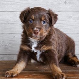 Louie - Red tri female Miniature Australian Shepherd puppy in Enoch, Utah from Twisted H Aussies