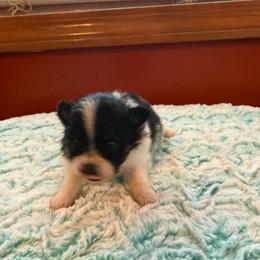 River - Black and tan parti male Pomeranian puppy in Success, Missouri from Sweet Success