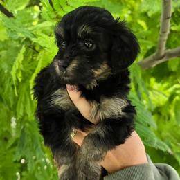 Venus - Black tri-color female Aussiedoodle puppy in Prescott Valley, Arizona from Ramirez Family Doodles