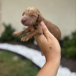 Boy 1 - Red  male Goldendoodle puppy in Spring Hill, Florida from Ohana Doodles x Frenchies