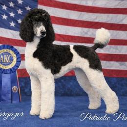 Star - Poodle