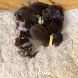 Dachshund Puppies from The house of Dachshund