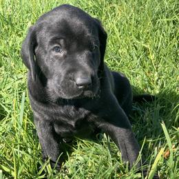 Olive - Black female Labrador Retriever puppy in Winnemucca, Nevada from Oakley's Mountain View Kennel
