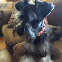 Attie - Miniature Schnauzer