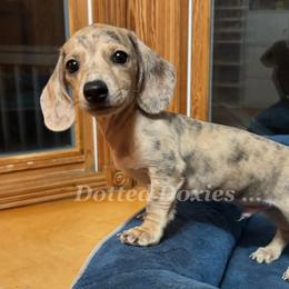 Justice - Dapple male Dachshund puppy in Havana, Florida from Dotted Doxies