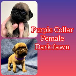 Purple Collar Girl - Pug puppy in Greeneville, Tennessee from Bear Mountain Farms