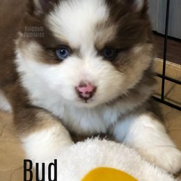 Pomsky Puppies from Kingdom Pomskies