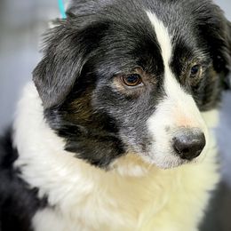 Bird - Miniature American Shepherd