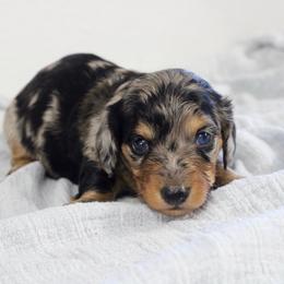Mira - Dapple female Dachshund puppy in Alto, Texas from Prima Dachshunds