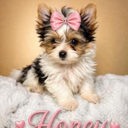 Honey - Parti female Yorkshire Terrier puppy in Concord, California from Puppy Boutique
