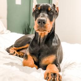 Doberman Pinscher Puppies from Imperium Dobermann Kennel
