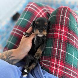 Marine - Tri-color male Australian Labradoodle puppy in Clarksville, Tennessee from Fairytale Lane Australian Labradoodles