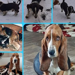 Ryry - Basset Hound
