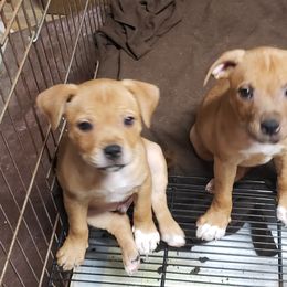 Bull Terrier and Staffordshire Bull Terrier Puppies from Courstaff Staffords
