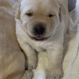Border Terrier and Labrador Retriever Puppies from Winterwind Labradors and Border Terriers