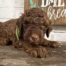 Bentley - Chocolate male Goldendoodle puppy in Arlington, Texas from Chambers Doodle Patch