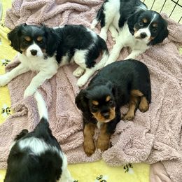 Cavalier King Charles Spaniel Puppies from The Cavi Pack