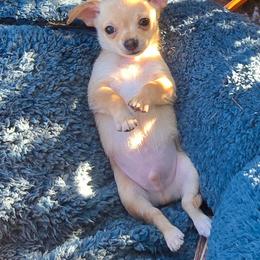 Red - Red and white male Chihuahua puppy in Amity, Pennsylvania from Baxters Chihuahuas