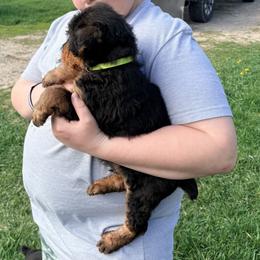 Airedale Terrier and Shiba Inu Puppies from Yoder’s Airedale Terriers