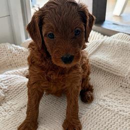 Girl 1 - Red  female Goldendoodle puppy in Godley, Texas from Godley Designer Doodles