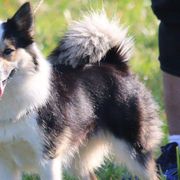 Icelandic Sheepdogs from Hundacres Kennel
