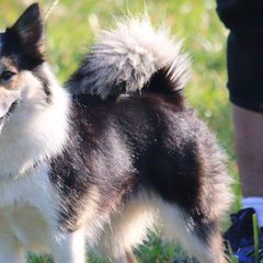 Icelandic Sheepdogs from Hundacres Kennel