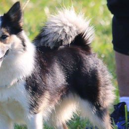 Icelandic Sheepdogs from Hundacres Kennel