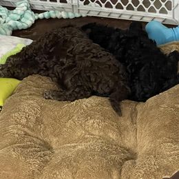 Goldendoodles from Ginger The Doodles of Madison County