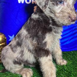 Christian Pulisic (USA) - Merle male Labradoodle puppy in Kingston, Georgia from CC Familydoodles