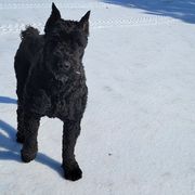 Bouvier des Flandres All Grown Up from Black Bears Critters