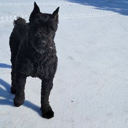 Bouvier des Flandres All Grown Up from Black Bears Critters
