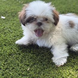 Mal-Shi, Maltese, Maltipoo, Poodle, and Shih Tzu Puppies from Joy-Fur Puppies
