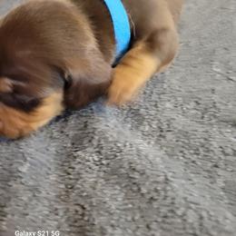 Dachshund Puppies from Weenies on the Lake