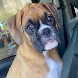 Boxer Puppies from KP Boxers