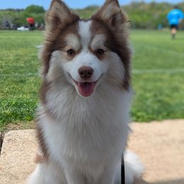Autumn - Red and white Pomsky puppy in Temple, Texas from Lone Star Pomsky