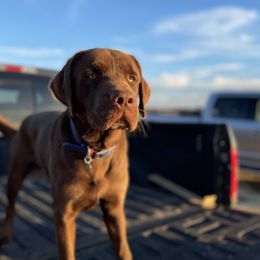 Gator - Labrador Retriever