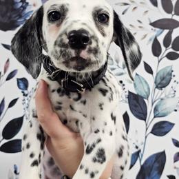Gameboy - White and black male Dalmatian puppy in Gray, Georgia from Fuller Spots