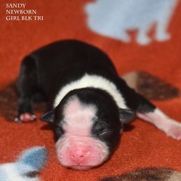 Sandy - Black tri female Miniature Australian Shepherd puppy in Patterson, North Carolina from DreamLine Aussies