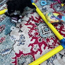 Miniature Schnauzer Puppies from Kani Miniature Schnauzers