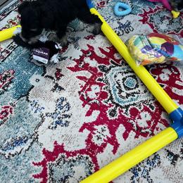 Miniature Schnauzer Puppies from Kani Miniature Schnauzers