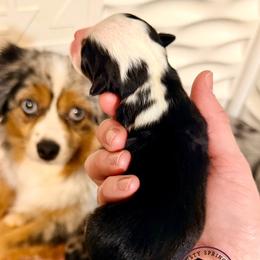 Mac (Macintosh) - BTM - Black tri male Toy Australian Shepherd puppy in New Salem Borough, Pennsylvania from Dusty Spring Australian Shepherds, LLC