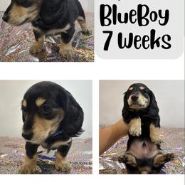 Darla blue boy - Black and tan male Dachshund puppy in Ashford, Alabama from Precious Little Lap Babies