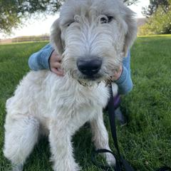 Bernedoodle and Pyredoodle Puppies from Washington Bernedoodles & Pyredoodles