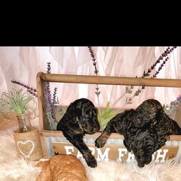 Poodle Puppies from Caboodles of Poodles