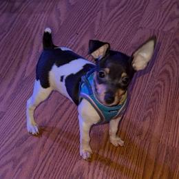 Baby 2 - White black and tan male Toy Fox Terrier puppy in Clermont, Florida from Debbie Hiles's Toy Fox Terriers