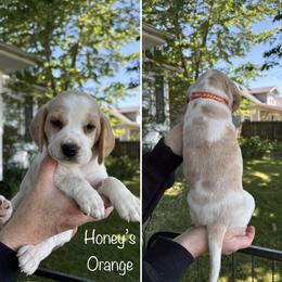 Honeys Orange - Lemon and white female Beagle puppy in Brownsville, Oregon from Beagles on the Run