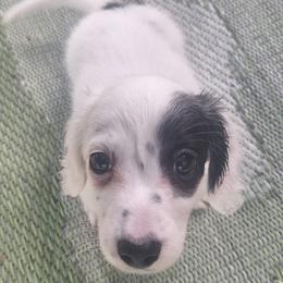 Dachshund Puppies from Libby’s Legacy Doxies LLC