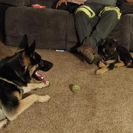 German Shepherd Puppies from Shenango Valley Shepherds